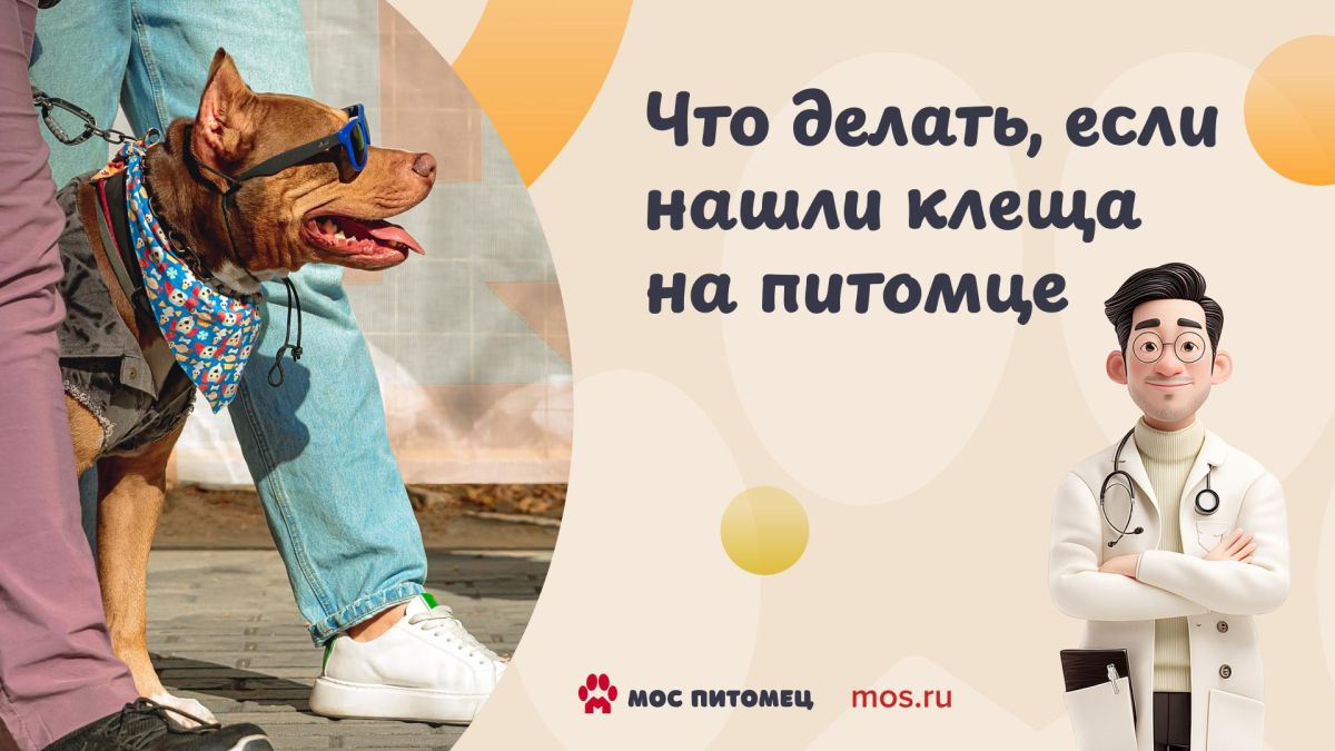 Второй месяц лета подходит к концу, но не стоит думать, что завершается сезон клещей