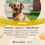 Вы только посмотрите на этих малышей! Как можно оставить их в приюте? Кликайте по ссылкам, записывайтесь на встречи с пушистиками и забирайте их домой: