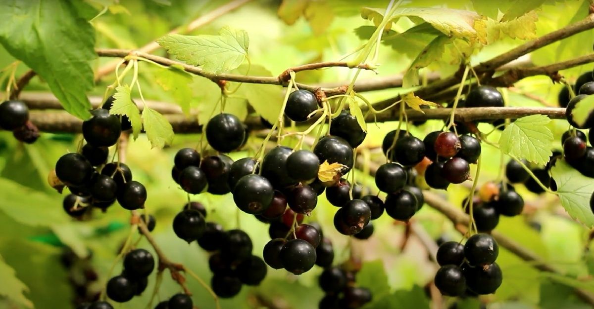 Как восстановить кусты смородины после сбора урожая