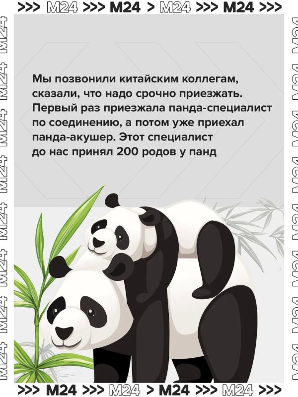 Двойной день рождения — двойной повод вспомнить главную медвежью лавстори Москвы Двойной день рождения — двойной повод вспомнить главную медвежью лавстори Москвы