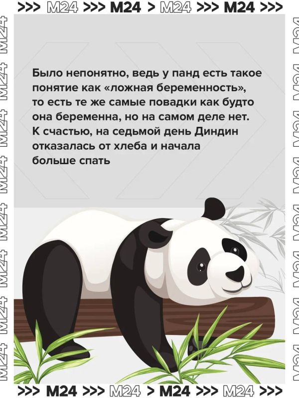 Два дня рождения подряд — повод вспомнить главную медвежью лавстори Москвы! Два дня рождения подряд — повод вспомнить главную медвежью лавстори Москвы!
