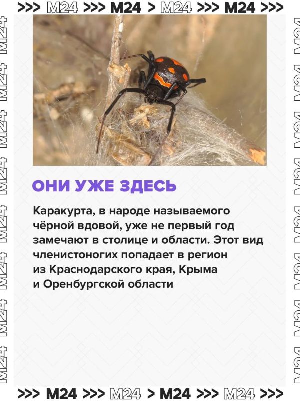 Паукикаракурты потихоньку сдвигают границы и продвигаются с юга на север Паукикаракурты потихоньку сдвигают границы и продвигаются с юга на север