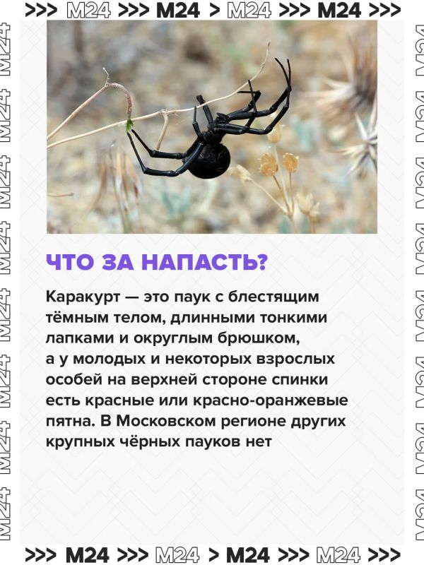 Паукикаракурты потихоньку сдвигают границы и продвигаются с юга на север Паукикаракурты потихоньку сдвигают границы и продвигаются с юга на север