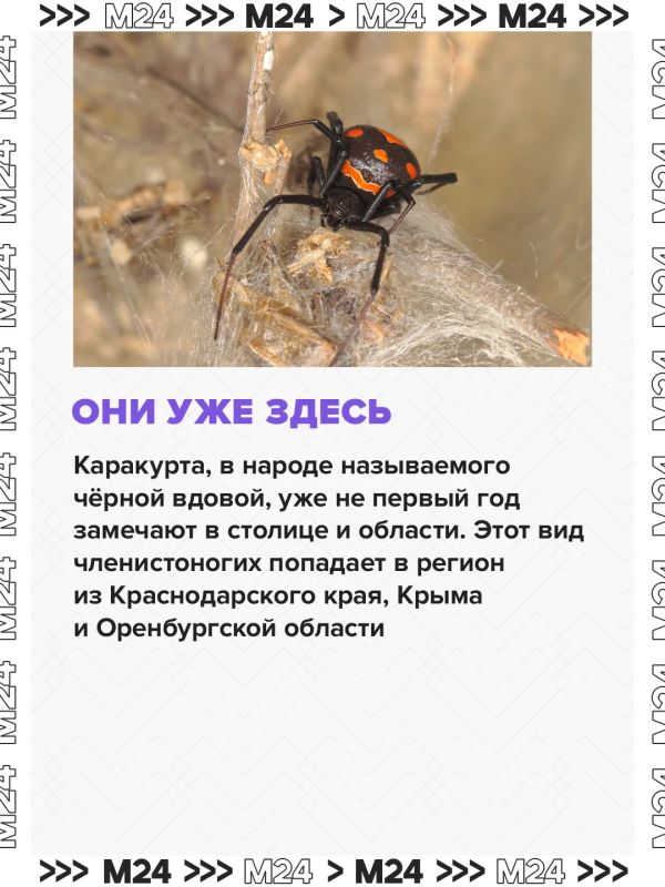 Паукикаракурты потихоньку сдвигают границы и продвигаются с юга на север Паукикаракурты потихоньку сдвигают границы и продвигаются с юга на север