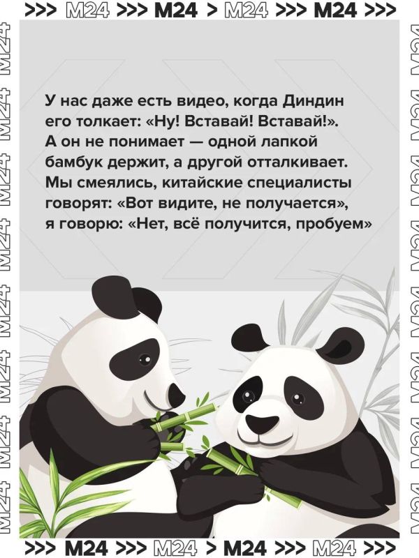 Два дня рождения подряд — повод вспомнить главную медвежью лавстори Москвы! Два дня рождения подряд — повод вспомнить главную медвежью лавстори Москвы!