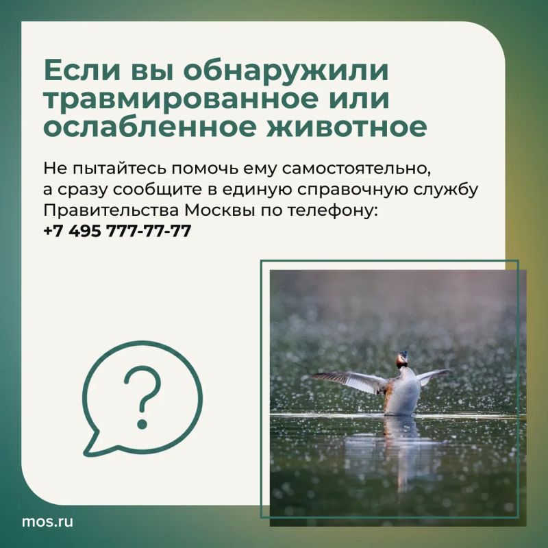 Летом в столичных парках и заказниках у животных продолжается сезон размножения Летом в столичных парках и заказниках у животных продолжается сезон размножения