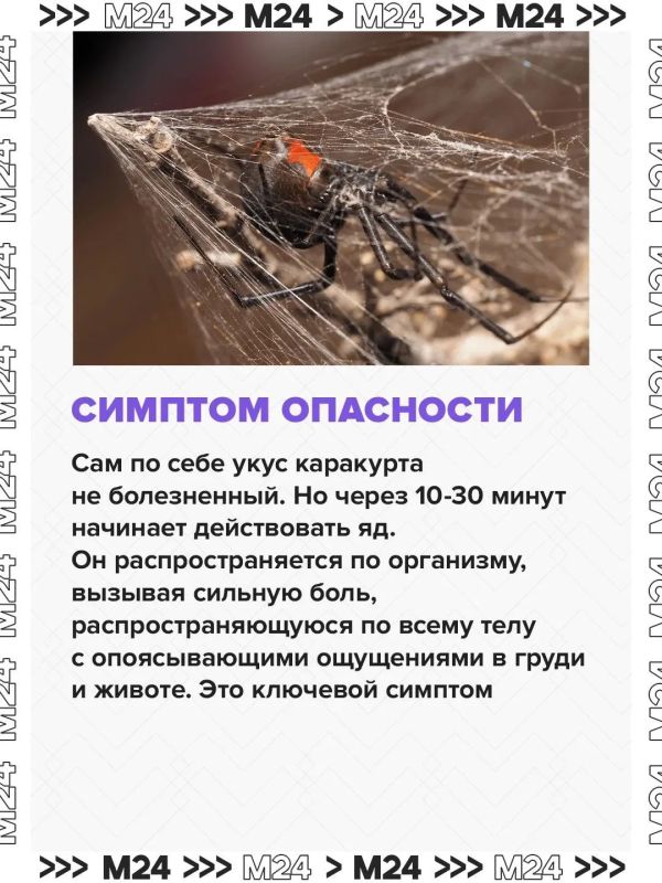 Паукикаракурты потихоньку сдвигают границы и продвигаются с юга на север Паукикаракурты потихоньку сдвигают границы и продвигаются с юга на север