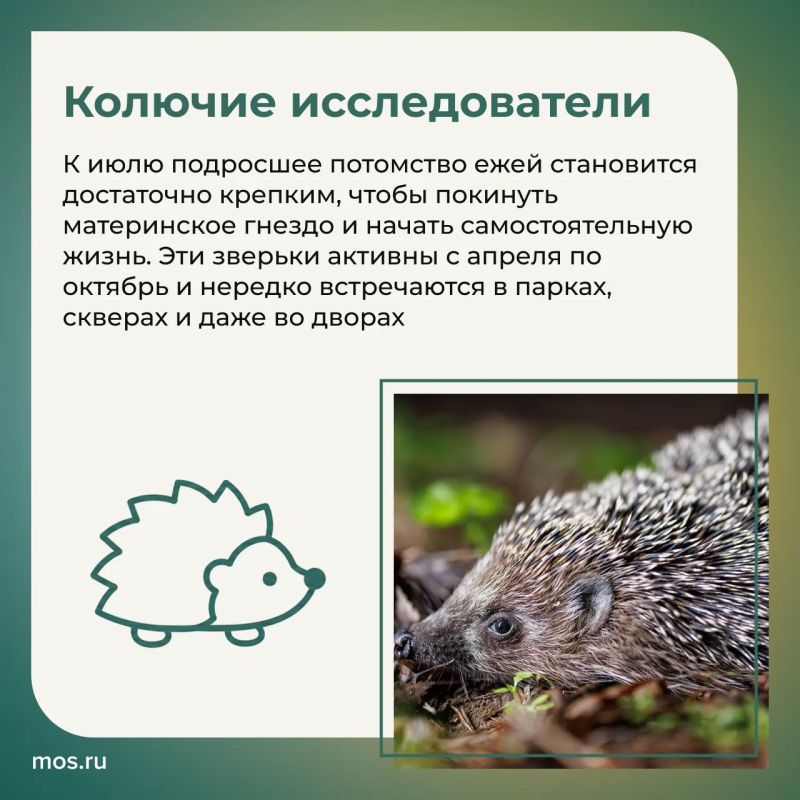Летом в столичных парках и заказниках у животных продолжается сезон размножения Летом в столичных парках и заказниках у животных продолжается сезон размножения
