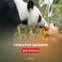 Уже в 12:00 принесут подарок Диндин в честь ее дня рождения!