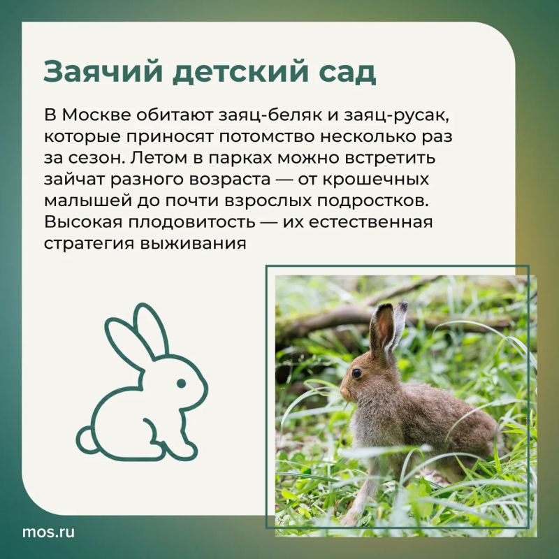 Летом в столичных парках и заказниках у животных продолжается сезон размножения Летом в столичных парках и заказниках у животных продолжается сезон размножения
