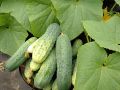 Секреты приготовления бочковых огурцов по любимому рецепту бабушки
