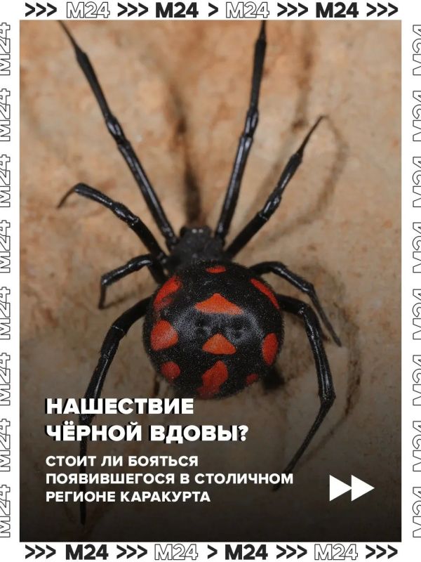 Паукикаракурты потихоньку сдвигают границы и продвигаются с юга на север
