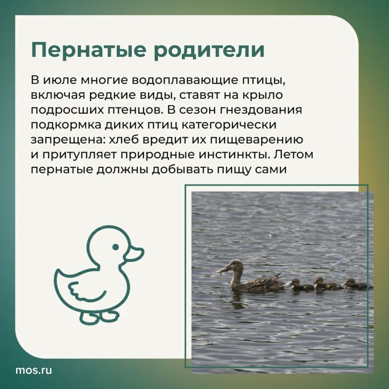 Летом в столичных парках и заказниках у животных продолжается сезон размножения Летом в столичных парках и заказниках у животных продолжается сезон размножения