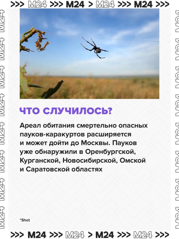 Паукикаракурты потихоньку сдвигают границы и продвигаются с юга на север Паукикаракурты потихоньку сдвигают границы и продвигаются с юга на север
