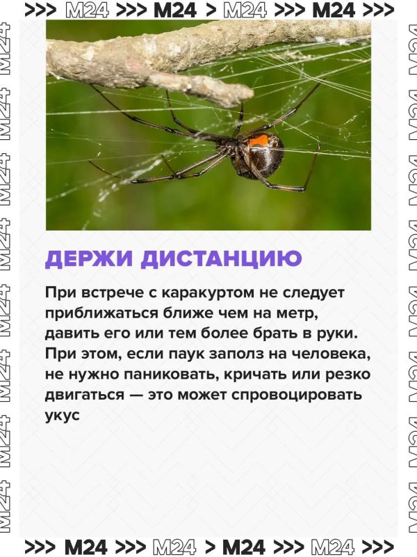 Паукикаракурты потихоньку сдвигают границы и продвигаются с юга на север Паукикаракурты потихоньку сдвигают границы и продвигаются с юга на север