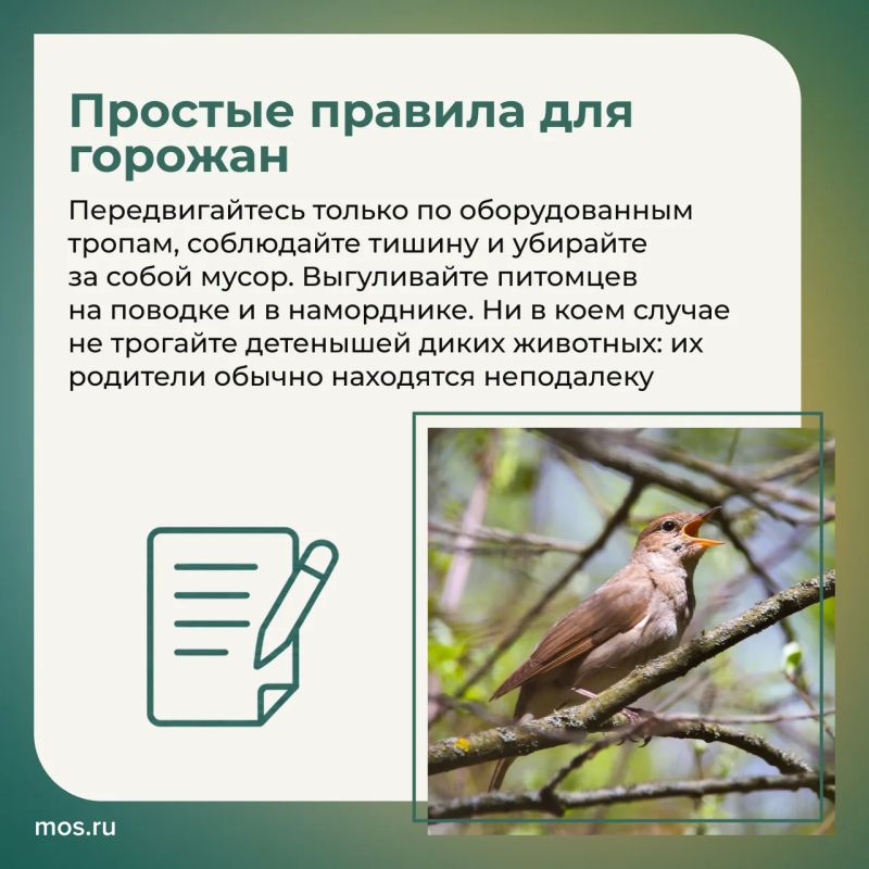 Летом в столичных парках и заказниках у животных продолжается сезон размножения Летом в столичных парках и заказниках у животных продолжается сезон размножения