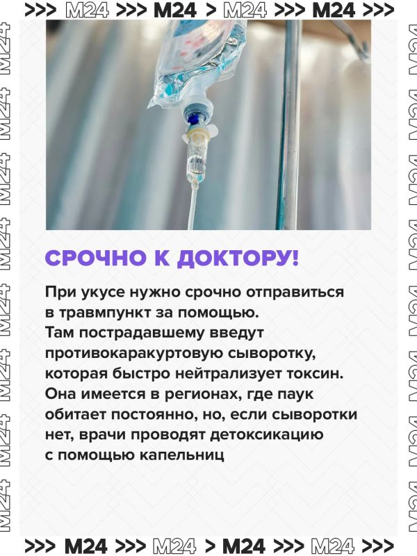 Паукикаракурты потихоньку сдвигают границы и продвигаются с юга на север Паукикаракурты потихоньку сдвигают границы и продвигаются с юга на север