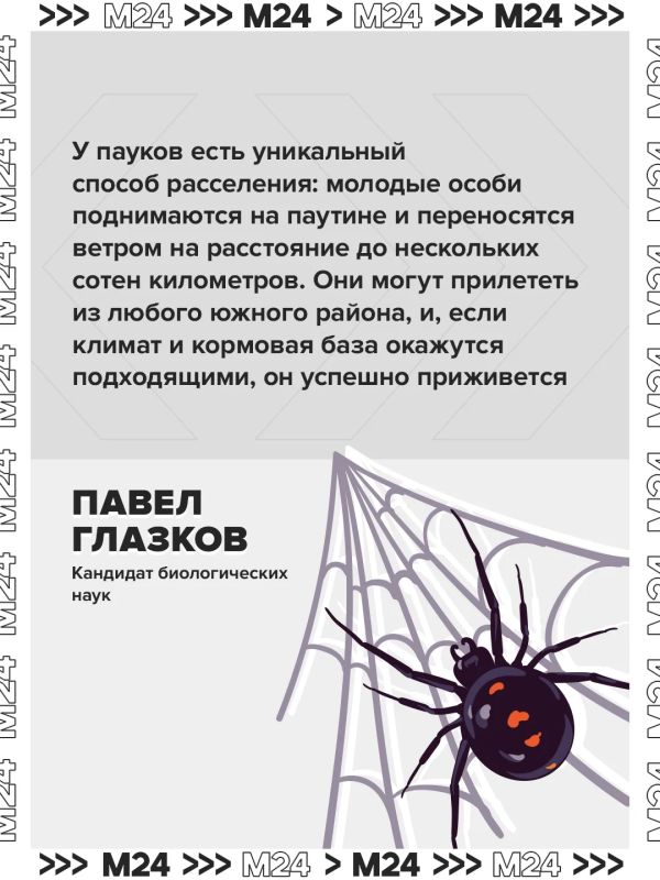 Паукикаракурты потихоньку сдвигают границы и продвигаются с юга на север Паукикаракурты потихоньку сдвигают границы и продвигаются с юга на север