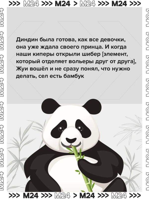 Двойной день рождения — двойной повод вспомнить главную медвежью лавстори Москвы Двойной день рождения — двойной повод вспомнить главную медвежью лавстори Москвы