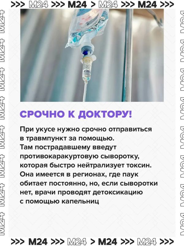 Паукикаракурты потихоньку сдвигают границы и продвигаются с юга на север Паукикаракурты потихоньку сдвигают границы и продвигаются с юга на север