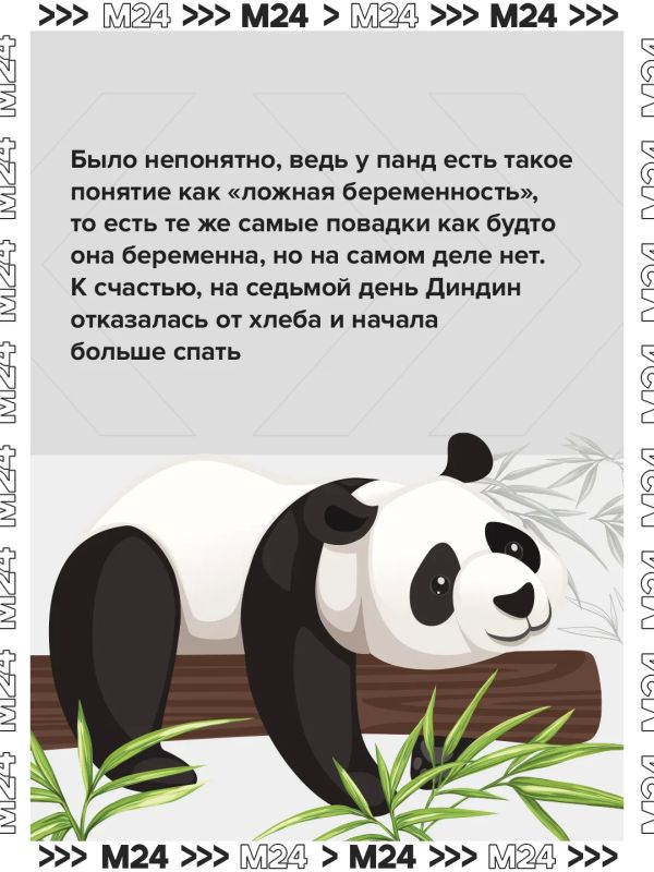 Двойной день рождения — двойной повод вспомнить главную медвежью лавстори Москвы Двойной день рождения — двойной повод вспомнить главную медвежью лавстори Москвы