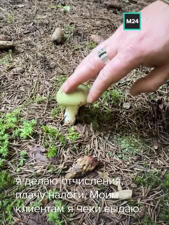 Грибные туры оказались в списке любимых летних занятий у москвичей
