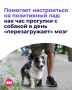 Выгуливая своего питомца, мы не всегда осознаем, насколько это полезно для нас самих