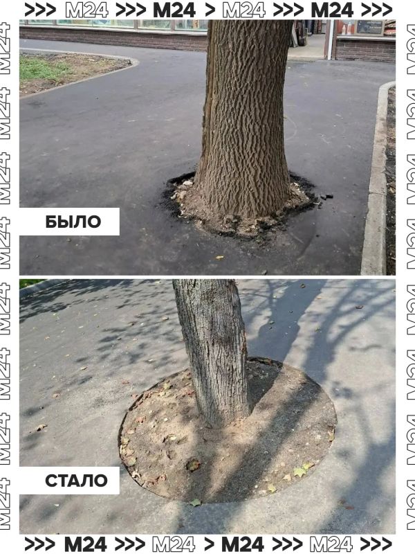 Жители 3й Парковой улицы впали в лёгкий шок, когда увидели закатанные в асфальт стволы деревьев Жители 3й Парковой улицы впали в лёгкий шок, когда увидели закатанные в асфальт стволы деревьев