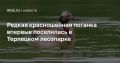 В Москве у редкой красношейной поганки появилось потомство