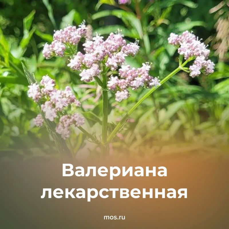 В столице можно встретить несколько видов краснокнижных растений В столице можно встретить несколько видов краснокнижных растений