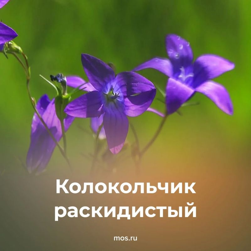 В столице можно встретить несколько видов краснокнижных растений В столице можно встретить несколько видов краснокнижных растений