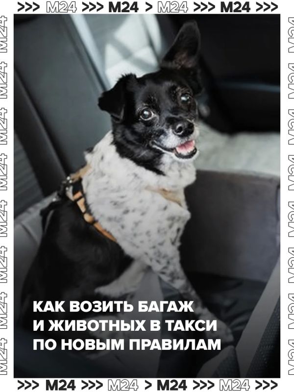 С 1 сентября в России вступают в силу новые правила провоза багажа и животных в такси