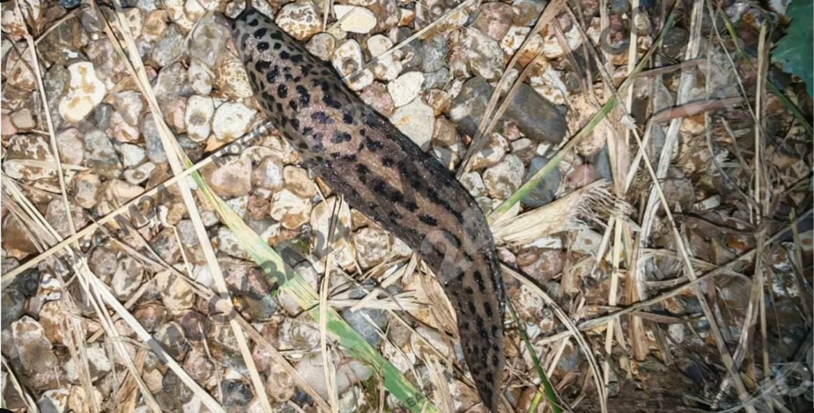 Леопардовых слизней заметили в парке «Кусково» Леопардовых слизней заметили в парке «Кусково»