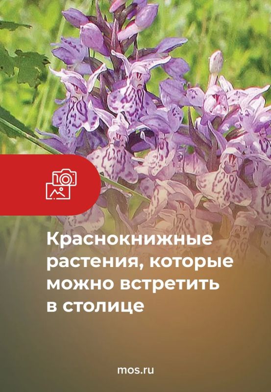 В столице можно встретить несколько видов краснокнижных растений