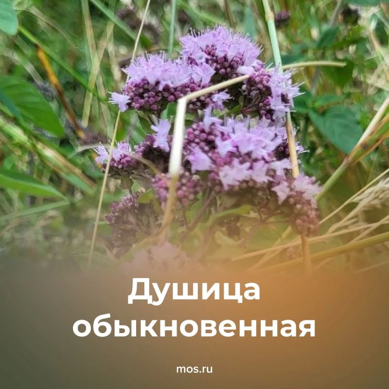 В столице можно встретить несколько видов краснокнижных растений В столице можно встретить несколько видов краснокнижных растений
