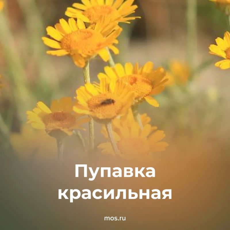 В столице можно встретить несколько видов краснокнижных растений В столице можно встретить несколько видов краснокнижных растений