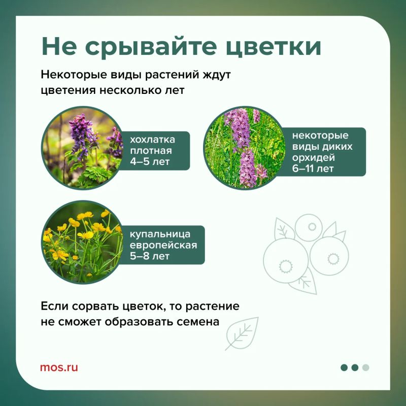В Москве можно найти множество редких цветов В Москве можно найти множество редких цветов