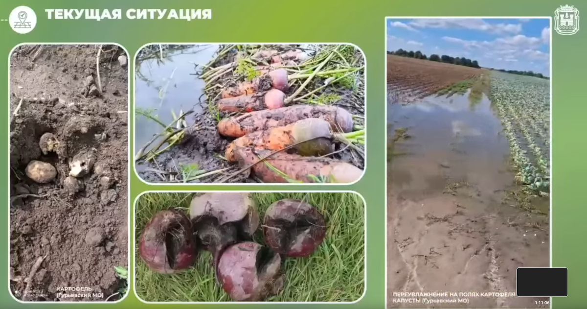 Проблемы урожая: Как резкие дожди повлияли на картофель и овощи в Калининграде