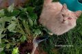 Как грамотно разделить клубнику и получить урожай на следующий год