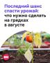 Август для огородника — время пожинать плоды весеннего и летнего труда