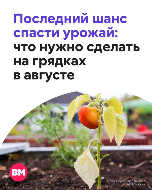 Август для огородника — время пожинать плоды весеннего и летнего труда