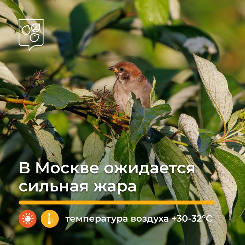 В Москве ожидается сильная жара