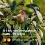 В Москве ожидается сильная жара