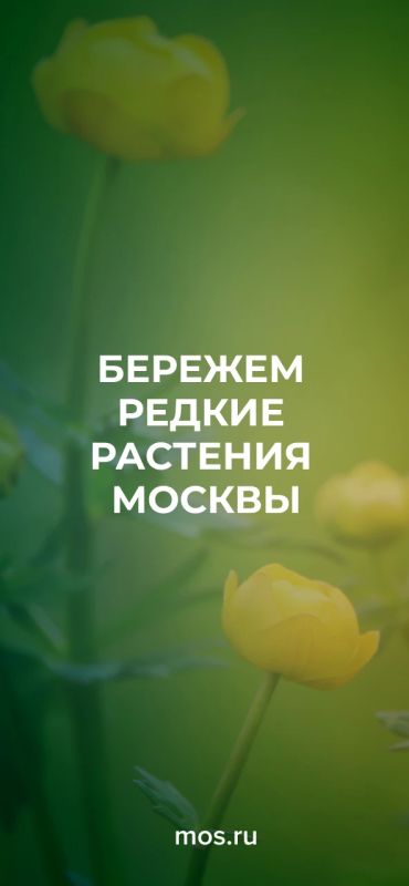 В Москве можно найти множество редких цветов