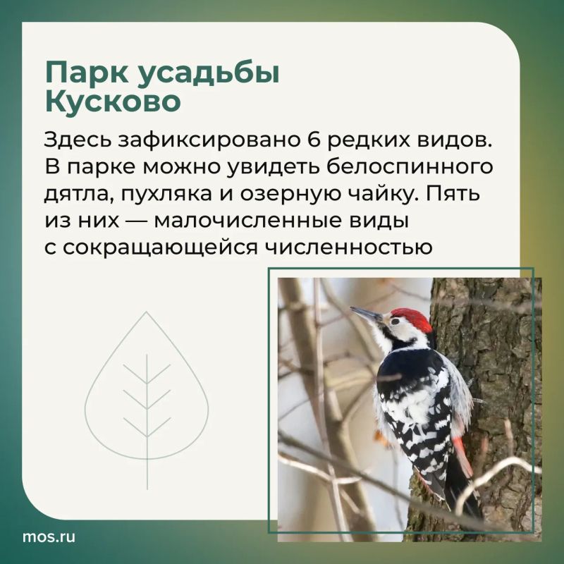 В столичных парках обитают редкие птицы В столичных парках обитают редкие птицы