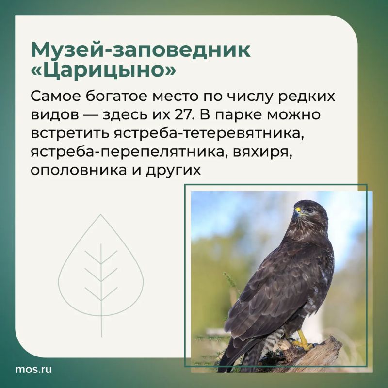 В столичных парках обитают редкие птицы В столичных парках обитают редкие птицы