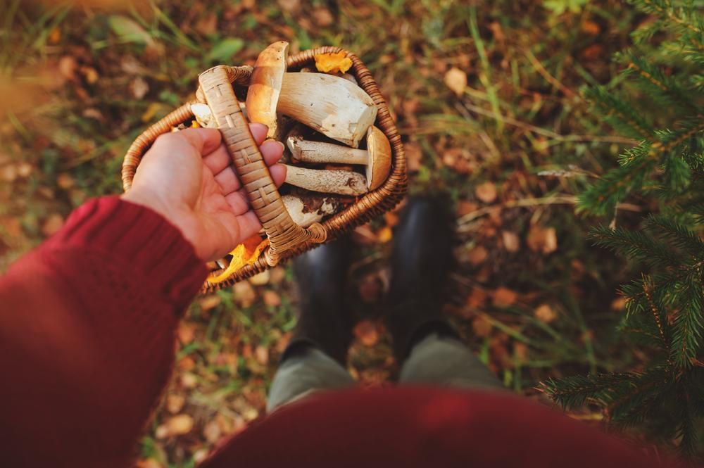 Грибы: сильные союзники в борьбе с возрастом и болезнями