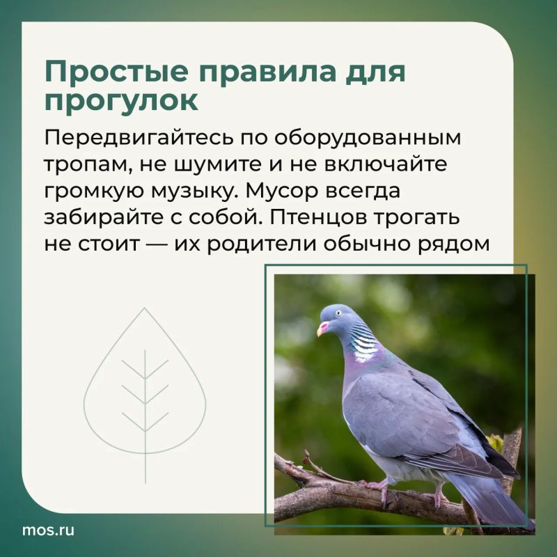 В столичных парках обитают редкие птицы В столичных парках обитают редкие птицы