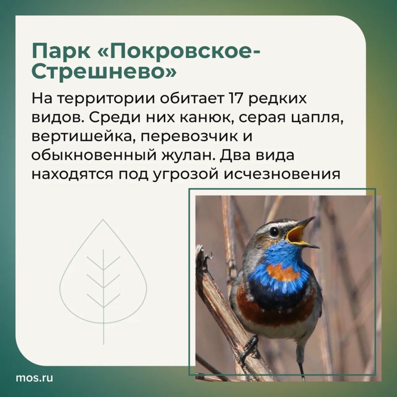 В столичных парках обитают редкие птицы В столичных парках обитают редкие птицы