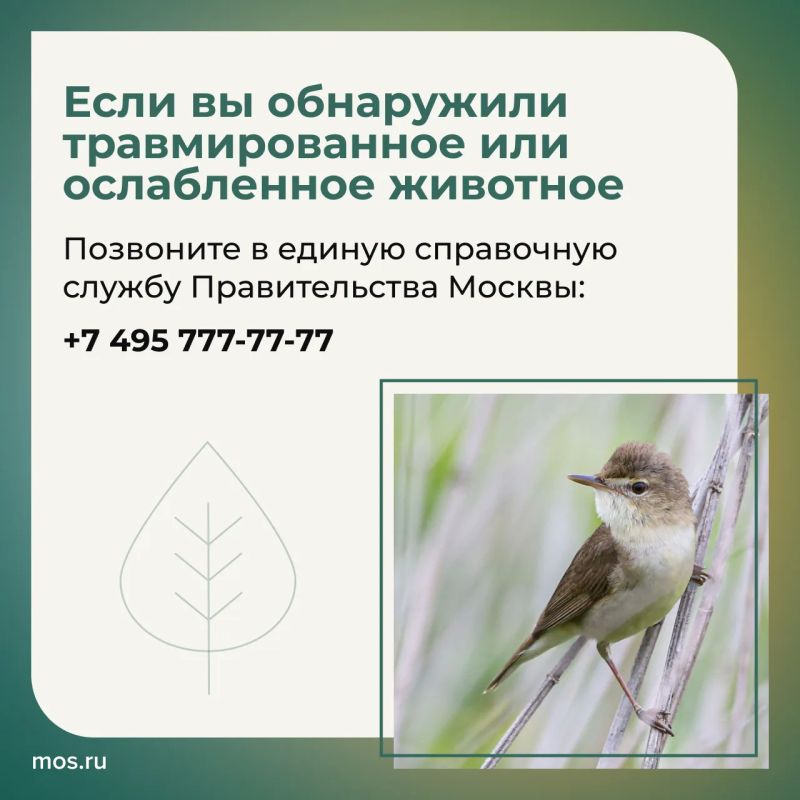 В столичных парках обитают редкие птицы В столичных парках обитают редкие птицы